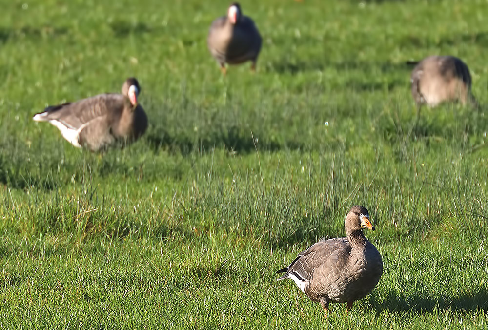 white-fronted geese